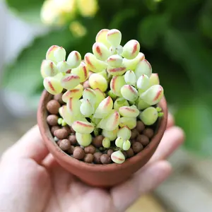 Cotyledon Pendens - Cliff Cotyledon