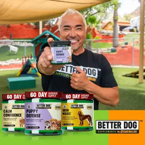 Better Dog Junior™