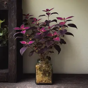 1000pcs Rare Coleus Seeds Grow Easily - Perennial Coleus Non-GMO Flowers Seeds - Exotic Blue White Coleus Seeds for Planting Outdoor Garden Coleus Plants Low