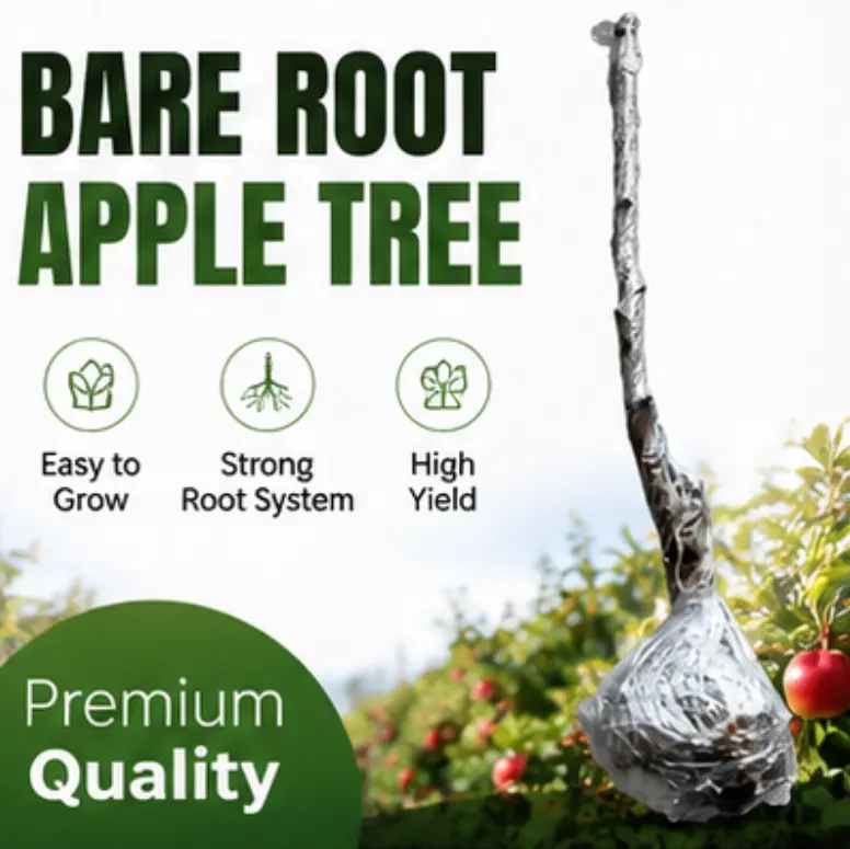 Bare Root Apple Tree Live Plant | Fast-Growing Fruit Tree for Garden | Organic Sweet Apple Starter for Home Orchard | Outdoor Patio Planting