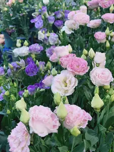 800 Pcs Lisianthus Seeds - Non-GMO Heirloom Annual Lisianthus Seeds Premium Double Flower Seeds for Vibrant Blooms