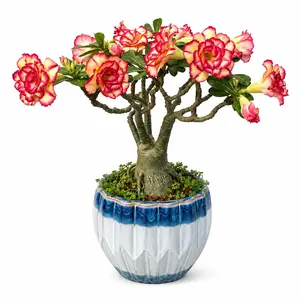 Desert Rose Live Plant, Adenium Flowering Succulent, Rare Exotic Houseplant, Drought Tolerant Indoor Outdoor Plant, Easy Care Bonsai Style Decor