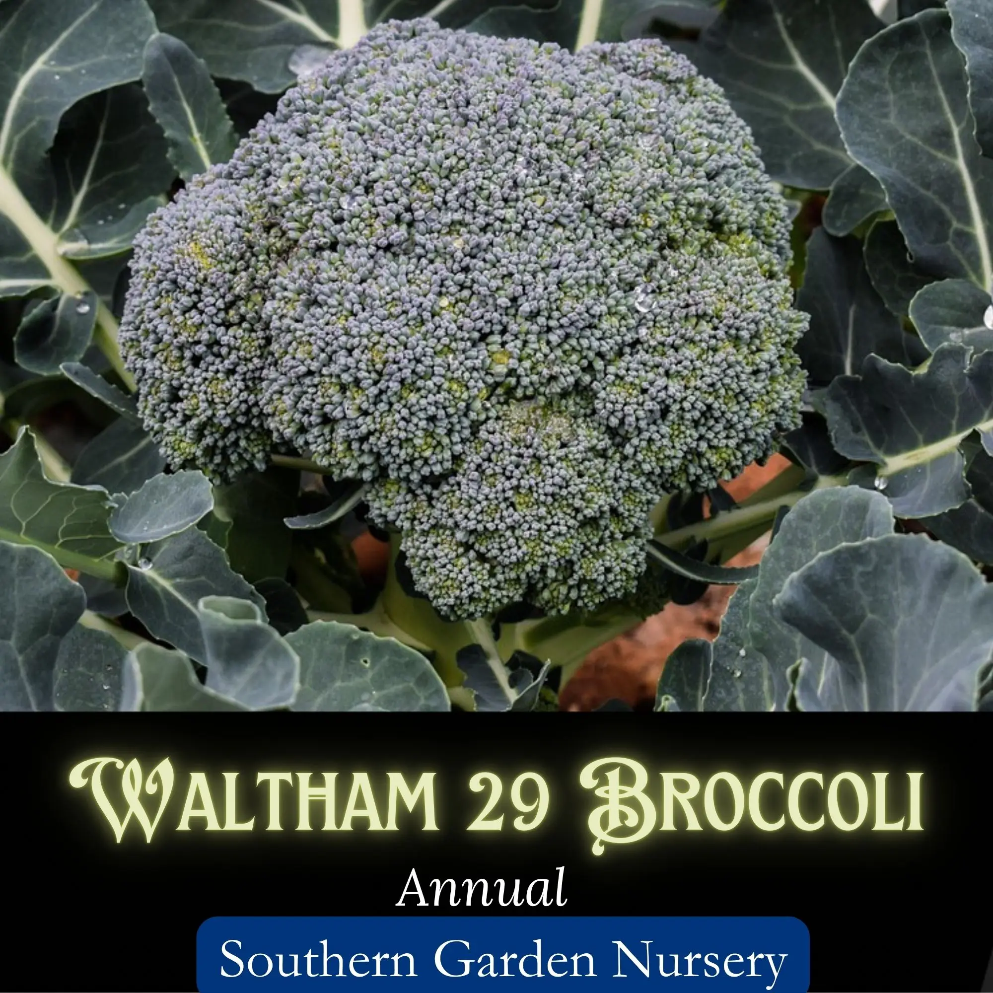 Waltham 29 Broccoli Seeds, Cool-Season Heirloom Vegetable Seeds Garden