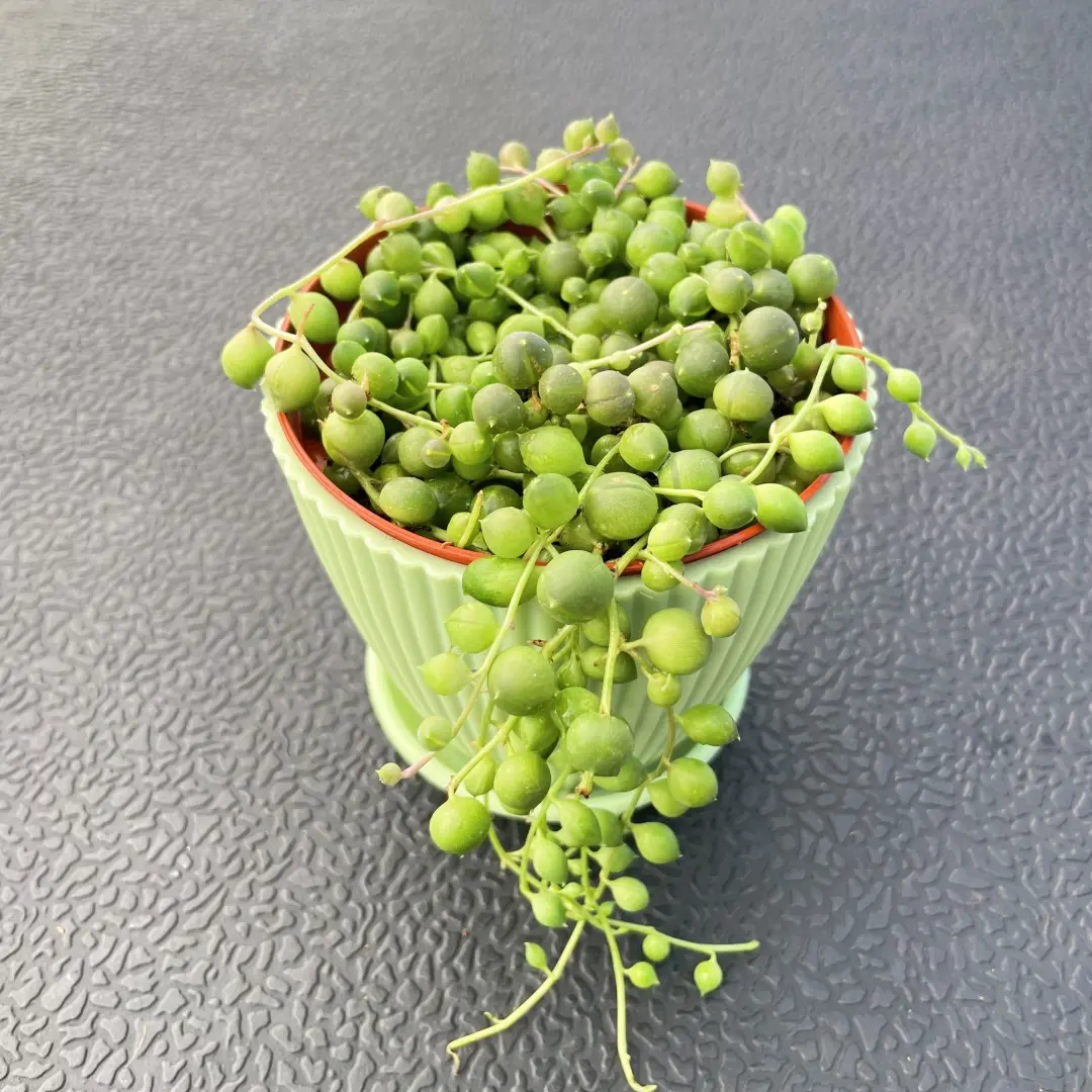 String of pearls with Green Planter