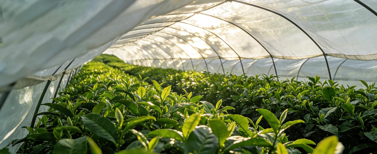 Japanese Ceremonial Grade Matcha Japanese Green Tea Beverage Matcha Powder 1.76oz Tin, Japanese JAS Certified Organic, Class AA Antioxidant Rich with Caffeine & L-Theanine for Focus & Relaxation, Kosher Non-GMO Green Tea (1.76oz) 50g