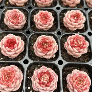 Echeveria ‘Red Velvet’ Small Single Head (around 1.5")- Bare Root Succulents - Terra Tales