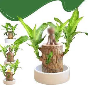 Brazilian lucky trees, bring you luck and increase wealth, mysterious doll with base, easy to grow indoors brazilian lucky wood Decor Ornaments Wooden