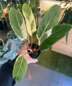 Philodendron shady lady - 4" pot