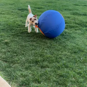 Unique style paws Dog Collar Metal Buckle Collar Gift for Small Medium Large Boys Girls Dogs