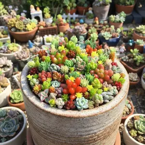 200 Rare Succulent Seeds Lithops Seeds Colorful Unique Plants for Garden All Seasons Living Stones Easy Grow Drought Tolerant Compact Size