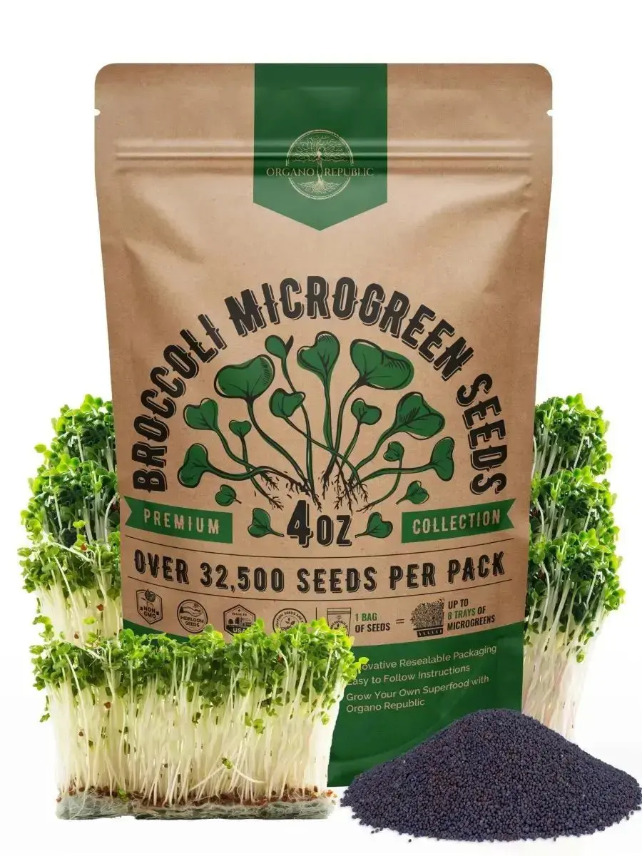 Broccoli Sprouting & Microgreen Seeds 4oz