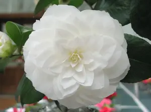 Camellia Japonica-Nuccio's Gem **Unique Bloom**Camellia Japonica-Live Starter Plant - ship in pot 3" to 4" tall