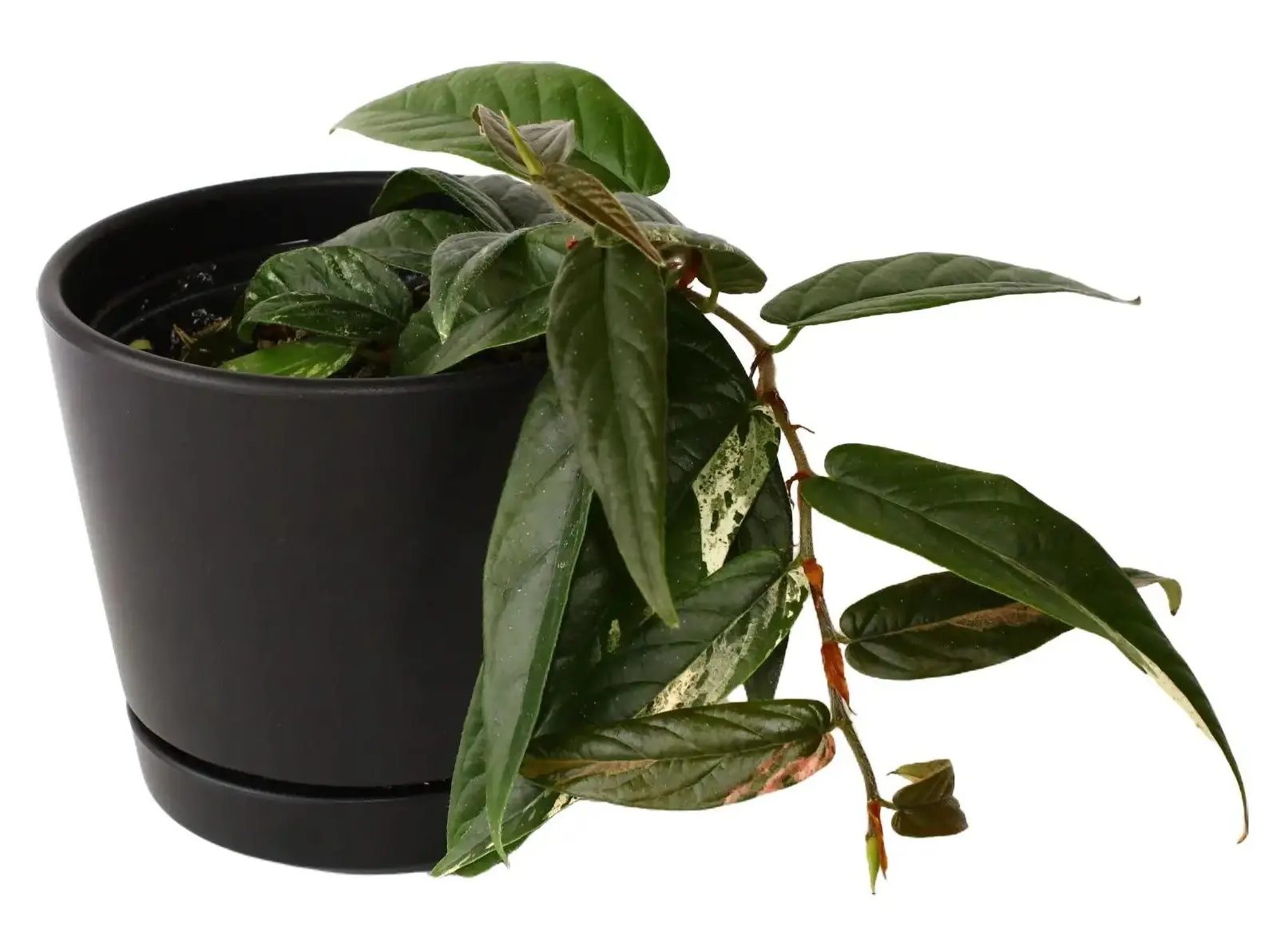 Variegated Ficus Sagittata 4" Potted Live Plant - Ficus sagittata - Trailing Rooting Fig - Creamy White Variegation - Easy Care Vining Plant - Exotic Groundcover - Unique Textured Foliage - Versatile Hanging Plant - Hardy Indoor Vine