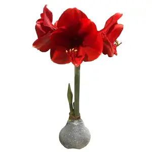 Silver Glitter Dipped Waxed Amaryllis Bulb - Red Blooms -36/+ cm Bulb