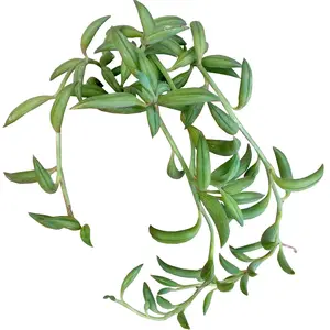 Senecio radicans String of Bananas