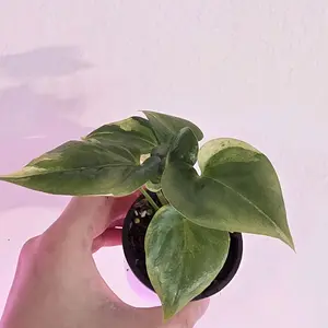 Variegated Anthurium Renaissance 2 inches Pot Plant Friendly Easy Starter Indoor Collection Decorative Houseplant