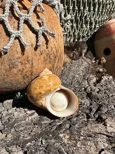 Snakeskin Turbo with Operculum - Turbo sarmaticus