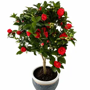 Camellia Tea Plant – Fast Growing, Easy to Care, Indoor/Outdoor Flowering Plant, Non-GMO, High Survival