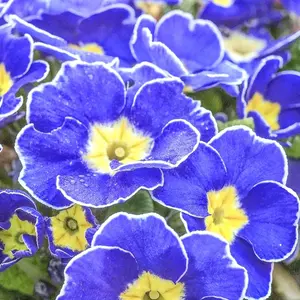 Blue Evening Primrose Seeds Fast-Growing Self-Seed Fragrant Attracts Pollinators Biennial GMO Free Beds Borders Patio Garden Outdoor 100Pcs Flower Seeds