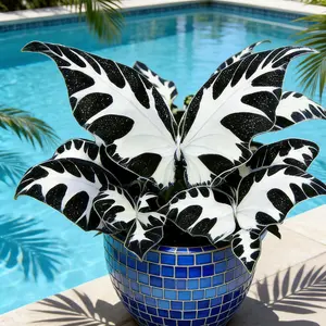 800 Hosta Seeds | Non-GMO Heirloom Perennial Foliage Plant with Butterfly-Shaped Leaves, Pollinator-Friendly and Perfect for Pots, Containers, and Small Home Gardens