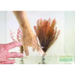 Rotala Wallichii (Fluffy Red) BF24