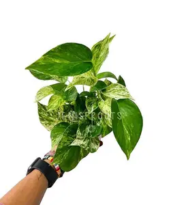 Pothos Marble Queen Pot 4” Indoor Plants -  Houseplant - Tropical Foliage