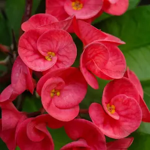 Euphorbia Milii Plant Red Crown of Thorns Plant 5 to 7 Inches Height