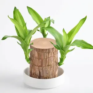 Lucky Brazilian Wood Plant with Doll & Plate Set Unique Gift for Home Office Desk Good Luck Decor for Kitchen Living Room Hydroponic Ornament Wooden