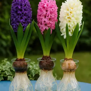 Hyacinth Bulb and Forcing Vase - Ready to Grow Indoor - Mixed Color, Just Add Water - Made in USA (1 Bulb + 1 Vase)