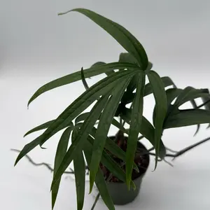 Amydrium Zippelianum Green 4" Pot Rare Exotic Tropical Plant with Bluish Green Leaves & Silvery Sheen for Indoor Spaces  Houseplant