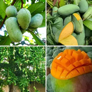 3pcs Mango Tree Seeds for Planting, Tropical Fruit Seeds for Indoor and Outdoor Gardening, Suitable for Home Garden Growing