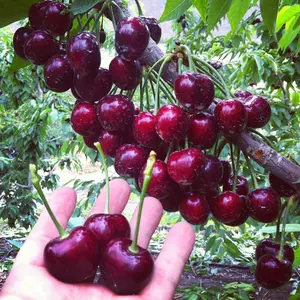 30+ Heirloom Cherry Tree Garden Seeds - Sweet, Large Yellow, Black, and Red Mix Cherries for Lush and Fruitful Growth