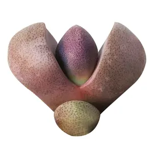 Split Rock - Pleiospilos nelii 'Royal Flush'