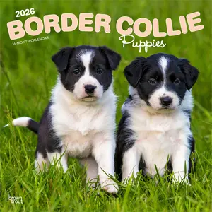 Border Collie Puppies | 2026 12 x 24 Inch (Hanging) Monthly Square Wall Calendar | Plastic-Free | BrownTrout | Animals Dog Breeds Collie Puppy