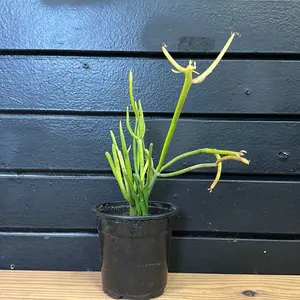 Euphorbia Trucalli ‘Stick On Fire’ 4 Inch  Planter