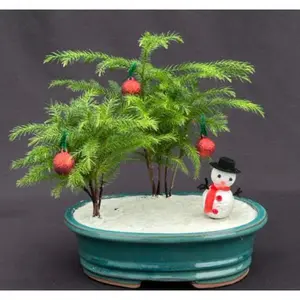 212 MAIN Norfolk Island Pine Bonsai Tree - Araucaria Heterophila Coniferous Decorative Plant, Hand-Decorated Holiday Decor with Pot, Indoor Home Supplies for Light Display, Plants
