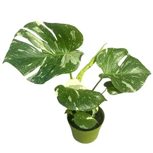 6" Monstera Thai Constellation – Monstera Deliciosa Thai Constellation – Live Plant