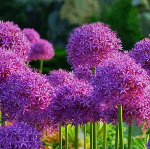 Allium Christophii 20 Giant Ball Onion Hardy Perennial Seeds - Large Quantity for Growing Alliums