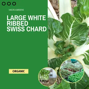 Large White Ribbed Swiss Chard Microgreens Seeds (Beta vulgaris) – Classic heirloom with crisp white stems and lush green leaves. Mild, slightly salty flavor ideal for culinary use. Fast-growing, nutrient-dense, and perfect for home growers.