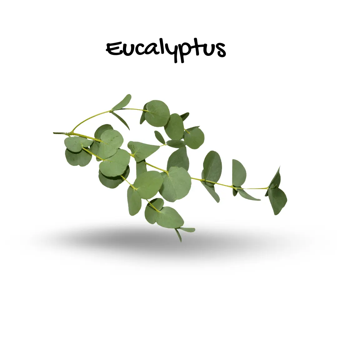 Eucalyptus