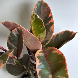 Ficus Elastica Ruby 6" pot House Plant - Unique Dark Red Leaves, Easy to Care for, Beginner-Friendly