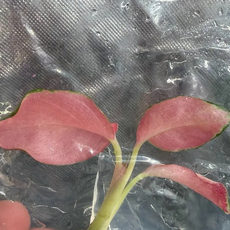 Aglaonema China Red Tissue Culture (TC) | Rare Red Chinese Evergreen Starter Plant