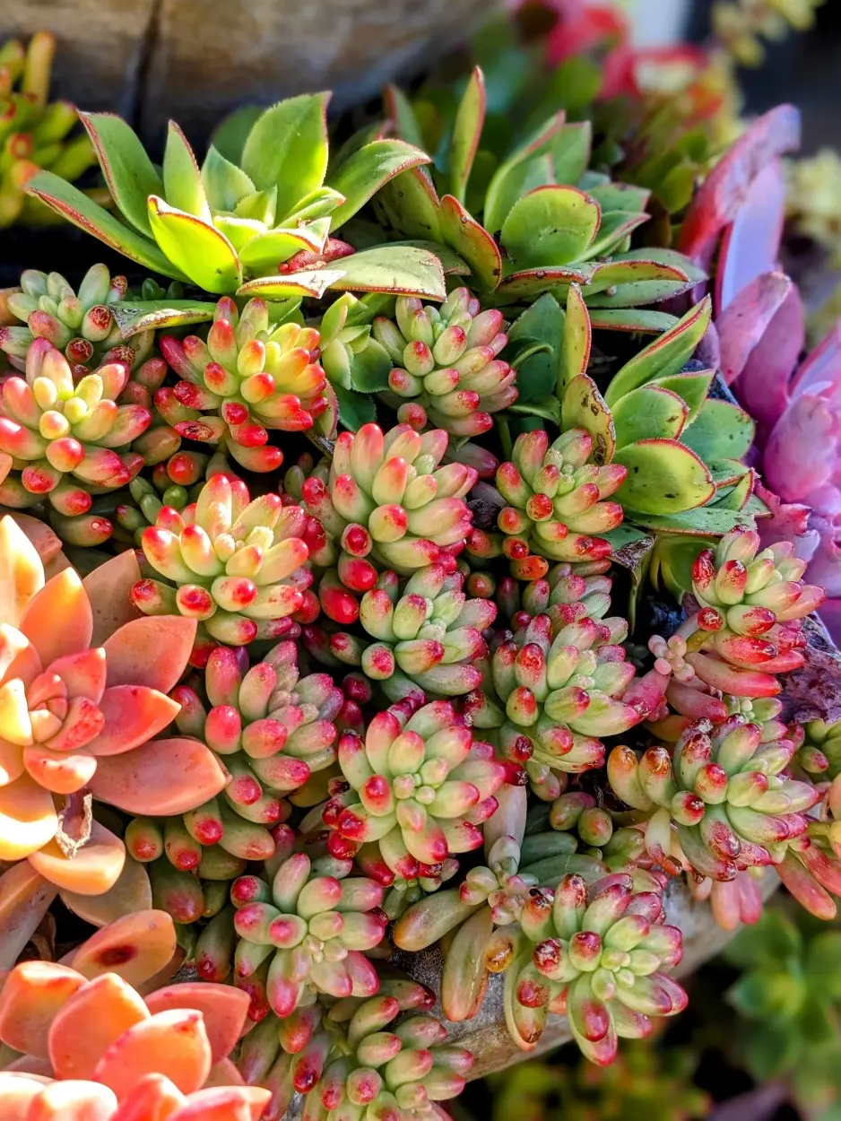 Sedum Rubrotinctum Jelly Bean Succulent, Colorful Succulent Mix