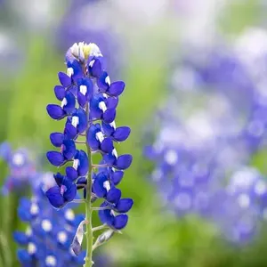 Texas Bluebonnet Wildflower Seeds (Lupinus texensis) - Over 750 Premium Seeds