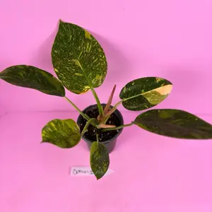 Philodendron Green Congo Nuclear 4” | Bright Green Philodendron | Live Plant