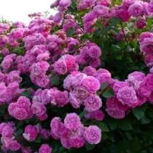Green River 10 Climbing Purple Rose Seeds - Flower Seed Pack, Royal Violet Vines, Garden Trellis Accent, Perennial Climbing Rose, Premium Seeds for Vertical Color Display