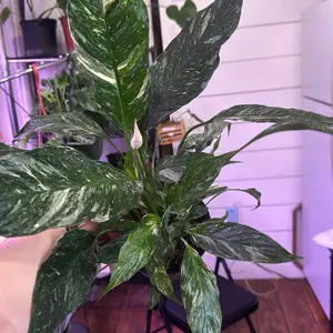 Variegated peace lily