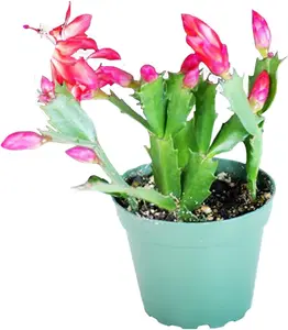 Red Christmas Cactus Plant - Zygocactus - 4" Pot