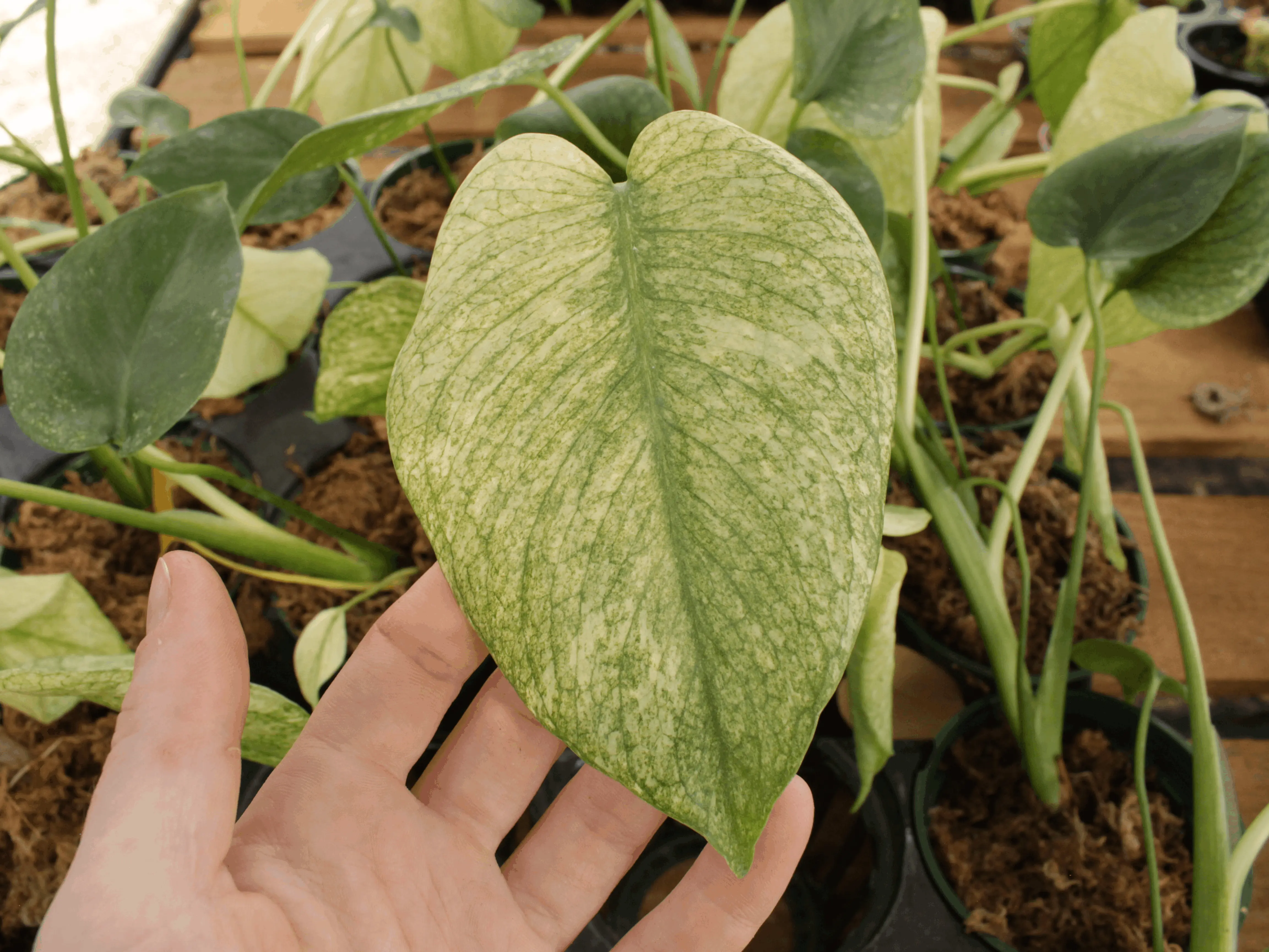 Monstera Deliciosa 'White Monster' 4 Potted Live Plant - Ultra Rare  Variegated Monstera - Minty Ghost Foliage - Exotic Tropical Aroid -  High-End Collector's Item - Unique Marbled Leaves - Indoor Statement Piece  - Designer Plant - TikTok Shop