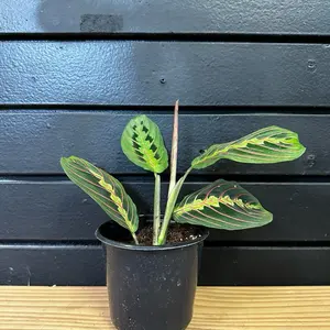 Maranta leuconeura var. erythrophylla red plant 4 inch